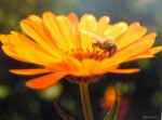 Gözkan - bee visiting flower